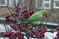 2007-1215_1400_Ring-necked_ Parakeet_2.7_C